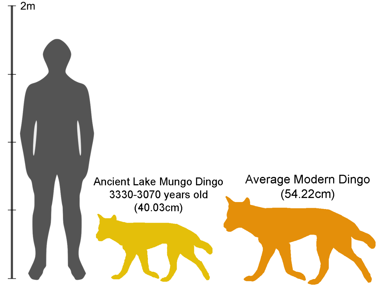 Graphic showing relative heights of dingoes